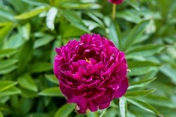 Adoptez l'écologie chez vous : 5 conseils pour un jardin durable